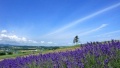 日她鼓鼓的逼日本一地6日游  境外旅游 6880元/人